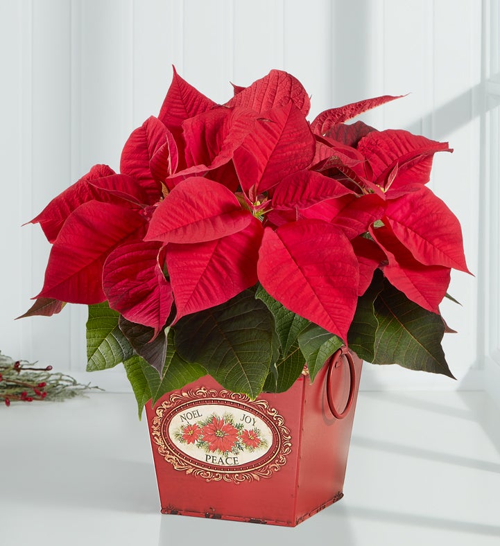 Holiday Traditions Poinsettia